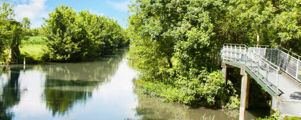 Visite en canoë du parc naturel régional du marais poitevin